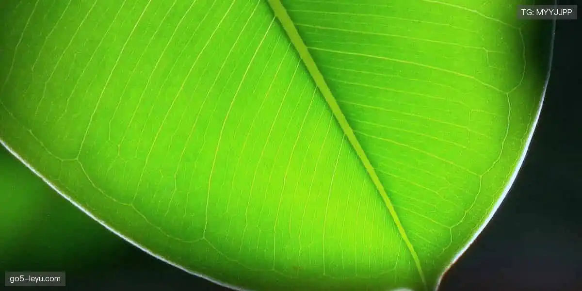 📱 弹幕互动，让观赛更有温度！